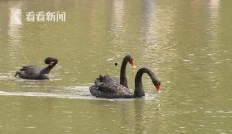 天鹅娱乐资讯吃瓜,揭秘娱乐圈最新“吃瓜”热点
