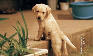 娱乐吃瓜酱导盲犬,跟随“吃瓜酱”探索无障碍世界的欢乐时光