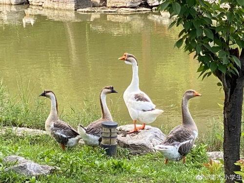 娱乐圈的吃瓜鹅,揭秘“吃瓜鹅”背后的八卦盛宴