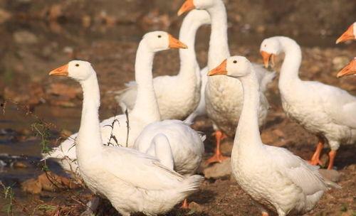 娱乐吃瓜鹅鸭,鹅鸭带你领略明星幕后故事