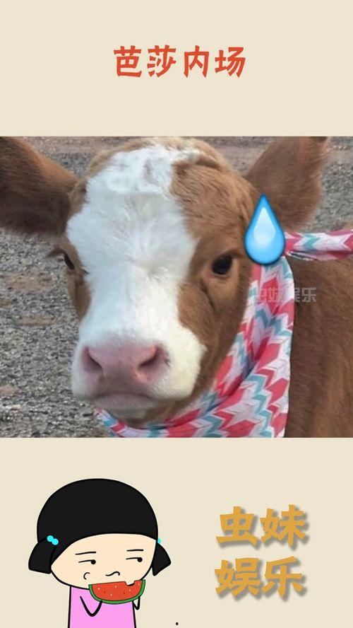 娱乐吃瓜酱灰太狼