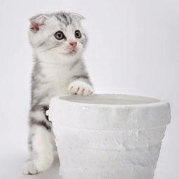 娱乐吃瓜君折耳猫原视频,折耳猫原视频背后的故事