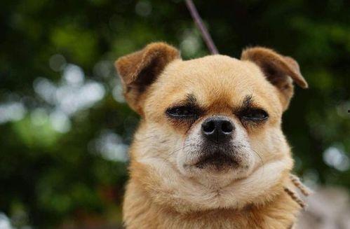 娱乐吃瓜酱狗饭盆,吃瓜酱狗饭盆背后的故事