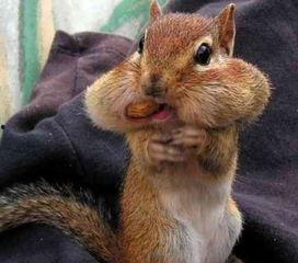 娱乐吃瓜小松鼠